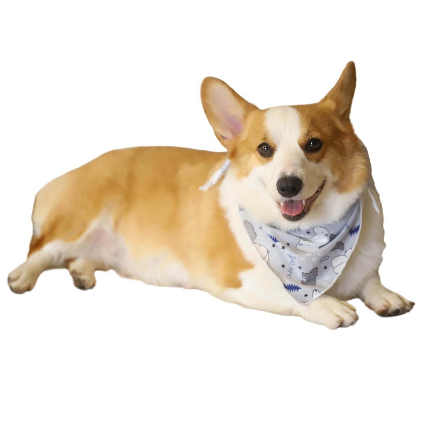 Christmas Family Time Polar Bears Trees Stars Pet Outfits Dog Clothes and Triangle Scarf In Sky Blue