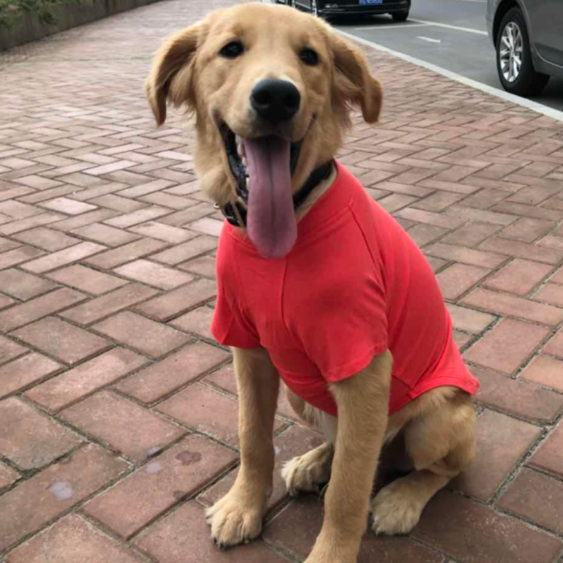 Christmas Pet Dog Cat Scarf+Top Suit