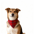 Christmas Family Button-Up Red Plaid Pajamas Set