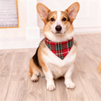 Festive Red and Green Plaid Button-Up Pajamas Set for Family